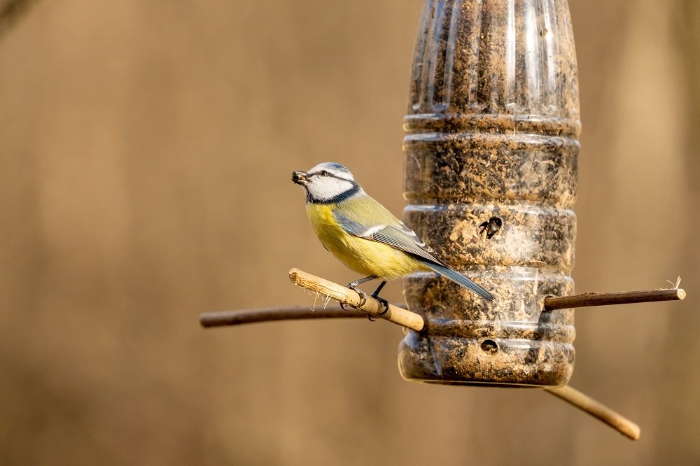 Bird feeder, DIY, pets birds, build a bird feeder, bird feeder DIY