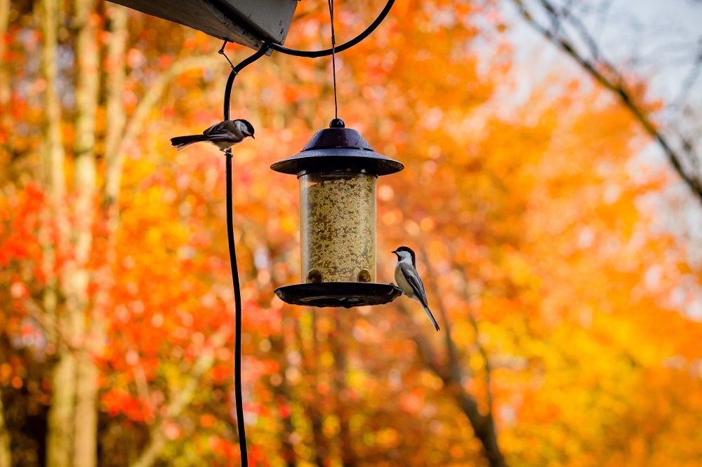 Bird feeder, birds, pets, build a bird feeder, outdoors, garden