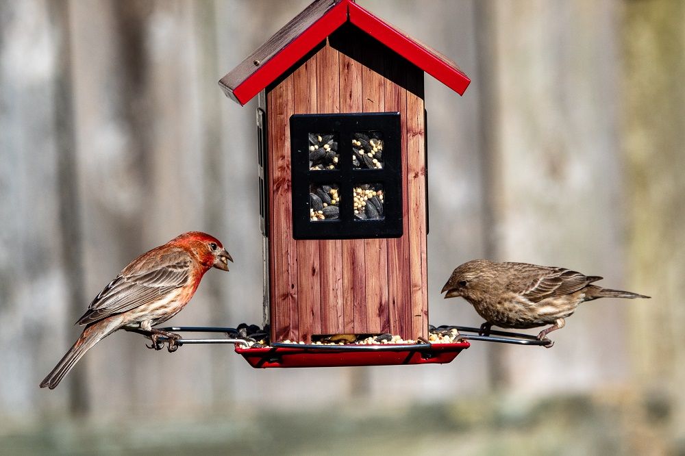 Bird feeder, birds, pets, build a bird feeder