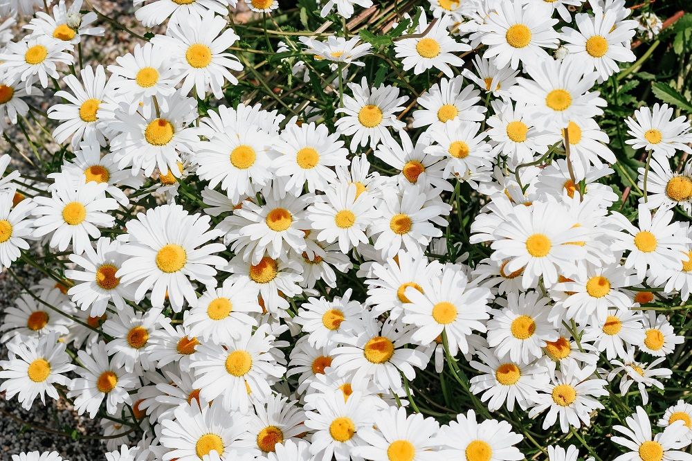 Garden, Gardening, Landscaping, Landscaping tips, Junk Mail