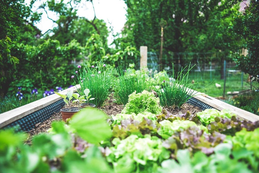 Herb garden, Herbs, Growing herbs, Junk Mail, Garden DIY, Gardening, Photo by Markus Spiske on Unsplash.jpg