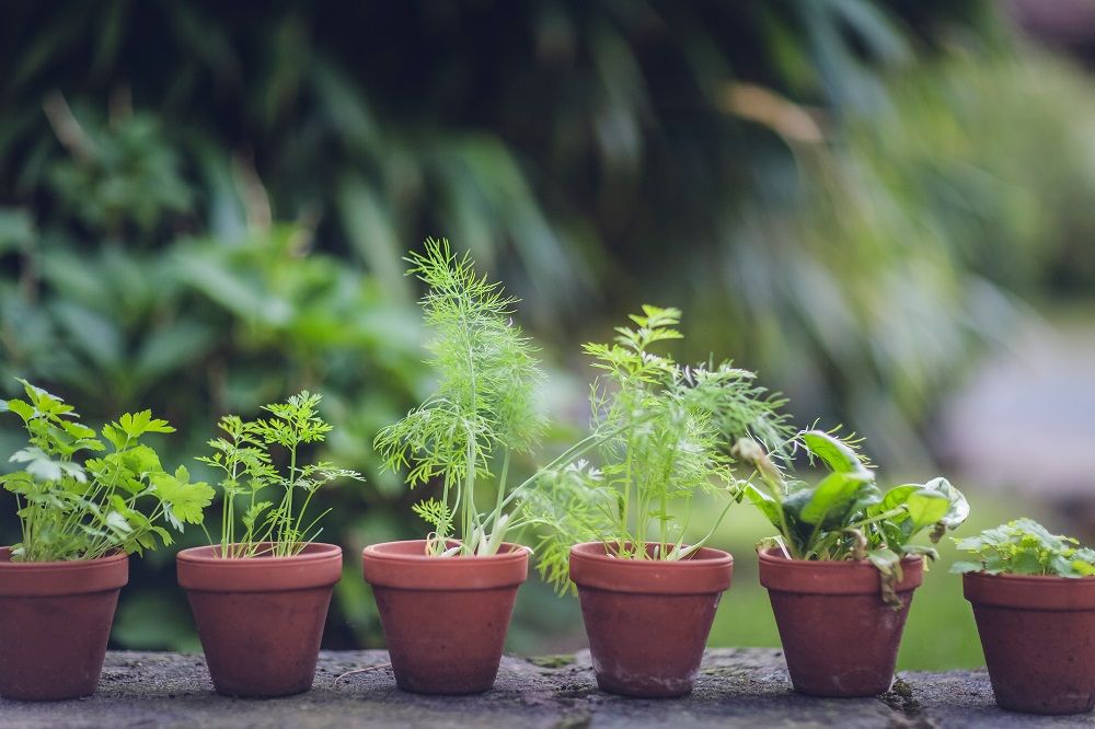 Herb garden, Herbs, Growing herbs, Junk Mail, Garden DIY, Photo by Markus Spiske on Unsplash.jpg
