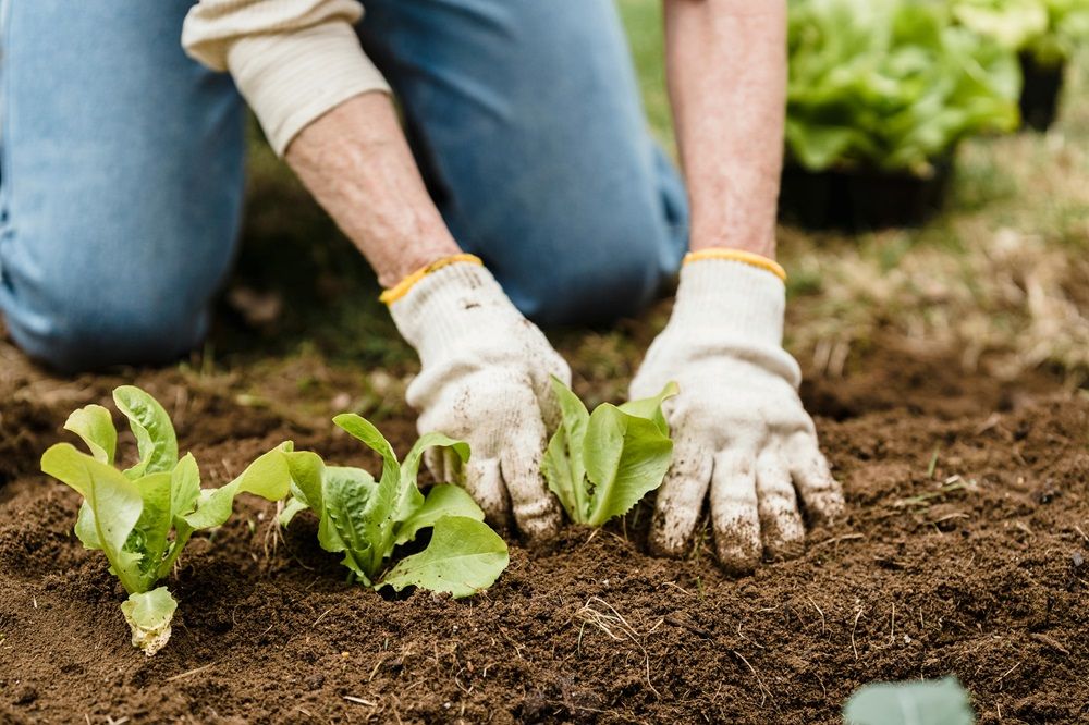 Implementing regenerative farming practices, regenerative farming practices, regenerative farming, soil health, Photo by Greta Hoffman on Pexels.jpg