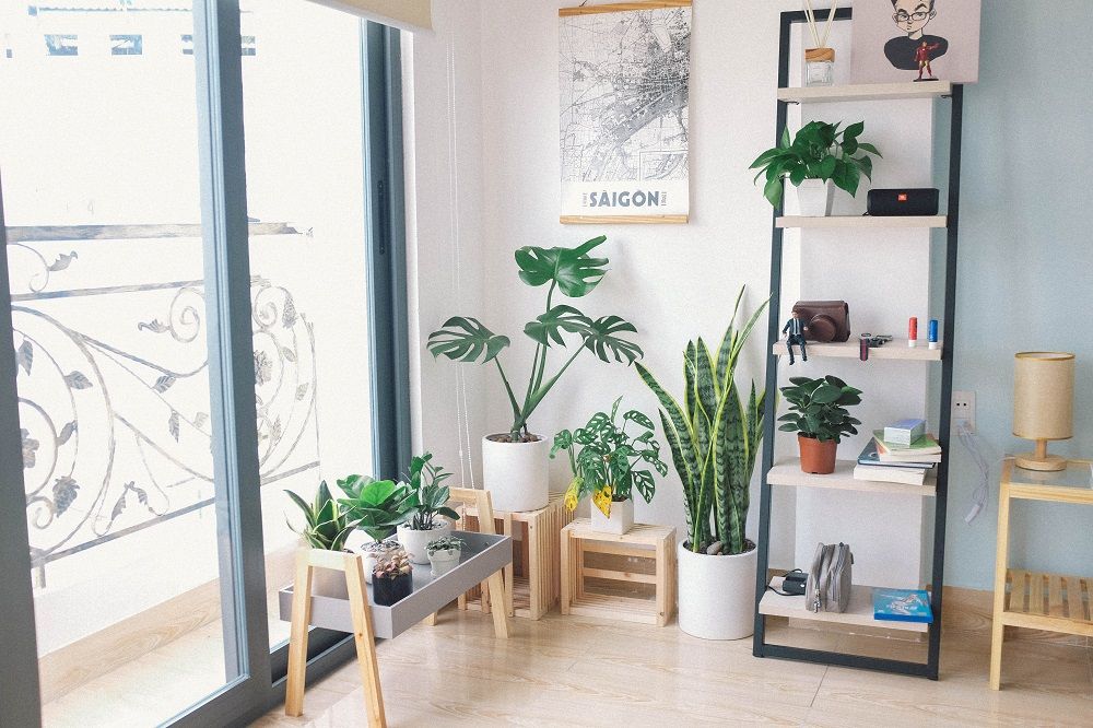 Indoor oasis, House plants, Junk Mail, Indoor plants