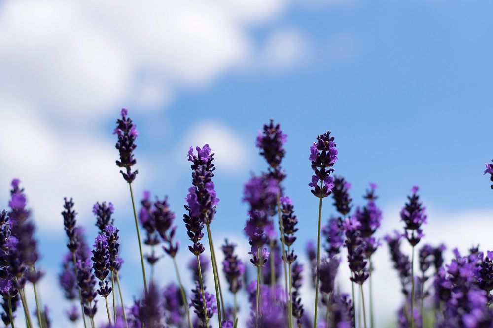 Lavender plant, Lavender, Gardening, Junk Mail, Garden, Summer, Bees, Photo by Rob Coates on Unsplash.jpg