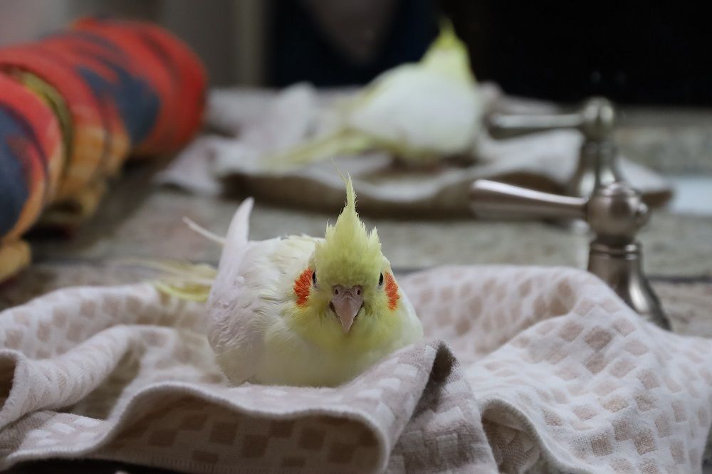 Pet bird, Pets, Bird, Junk Mail, Pets on Junk Mail, Photo by Ilianna Brett on Unsplash.jpg