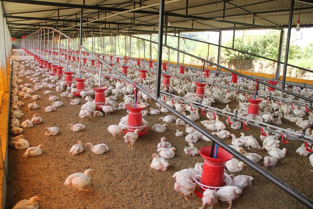 Types of poultry, poultry, poultry farming, poultry farmers, AgriMag, chicken, ducks, turkeys, Photo by Ramdas Aswale on Pexels.jpg