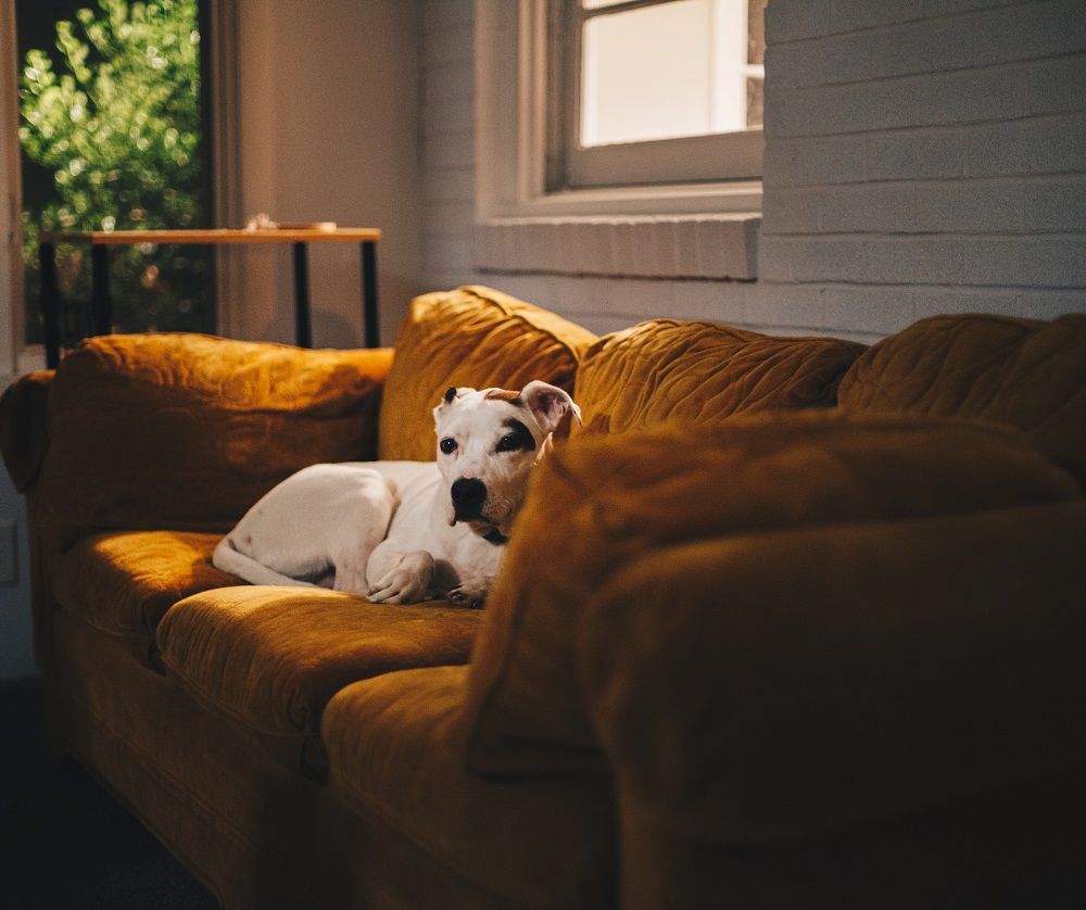 Upholstery cleaning, upholstery services, furniture for sale, Junk Mail