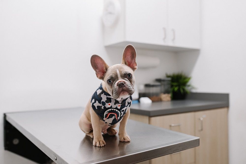 Vaccinating your pets, Pet vaccination, Veterinarian, Junk Mail, Photo by Karsten Winegeart on Unsplash 1.jpg