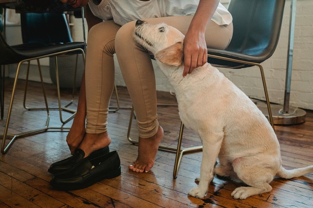 caravan pet friendly, caravan, new an used caravans, campers and trailers on Junk Mail, Photo by Samson Katt on Pexels.jpg