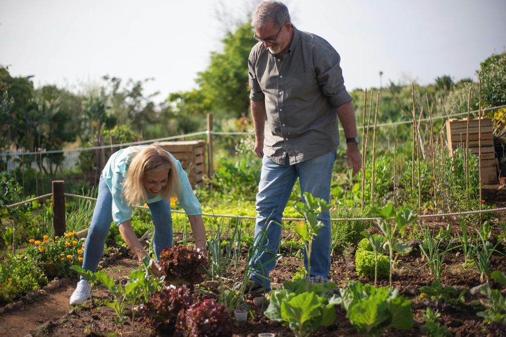 community garden, plants, planters, gardening tools on Junk Mail, Photo by Kampus Production on Pexels.jpg
