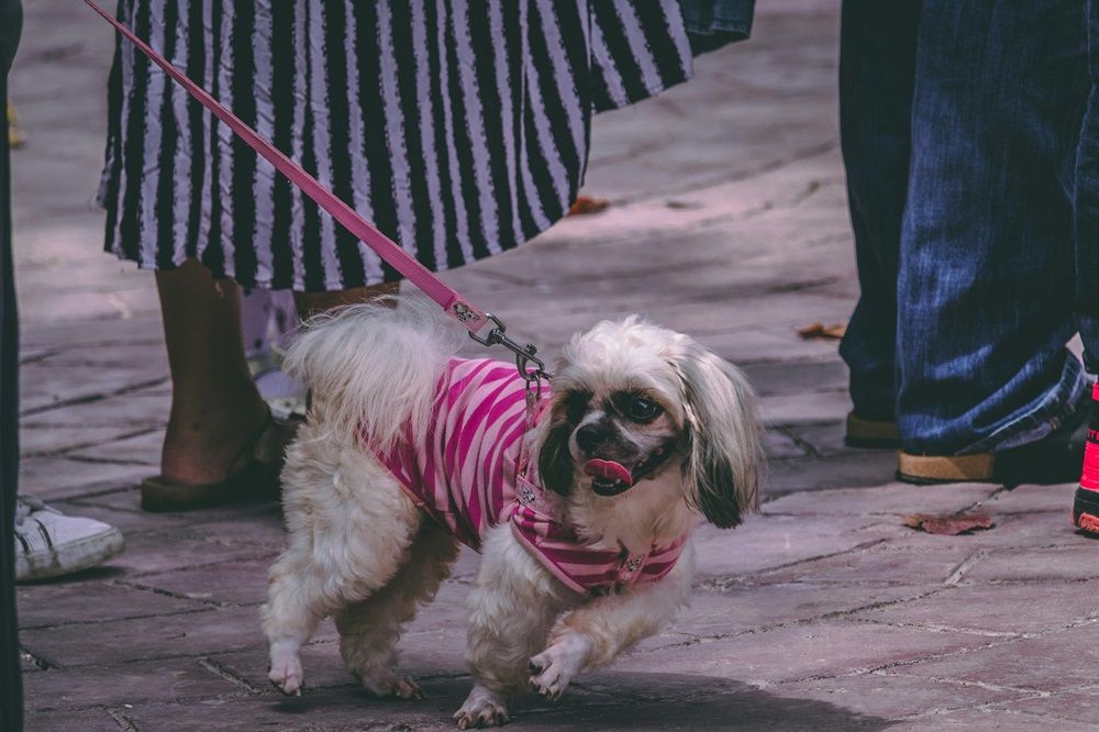 dog accessories, pet accessories, accessories for pets, pets for sale on Junk Mail, new and used pet for sale, Photo by Muffin Creatives on Pexels.jpg
