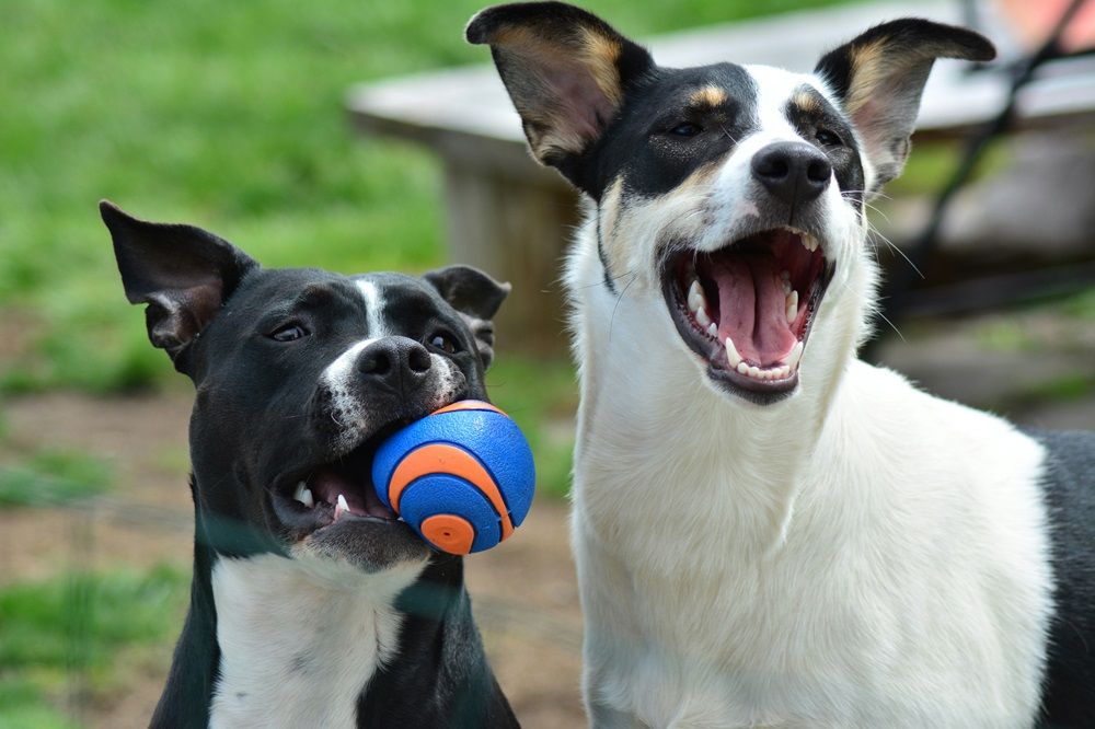 dog toys, pet accessories, accessories for dogs, pets for sale on Junk Mail, new and used pet for sale, Photo by Bryan Hanson on Unsplash.jpg