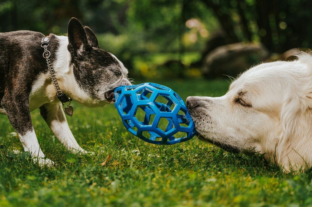 dog toys, pet accessories, accessories for dogs, pets for sale on Junk Mail, new and used pet for sale, Photo by Oskar Kadaksoo on Unsplash.jpg