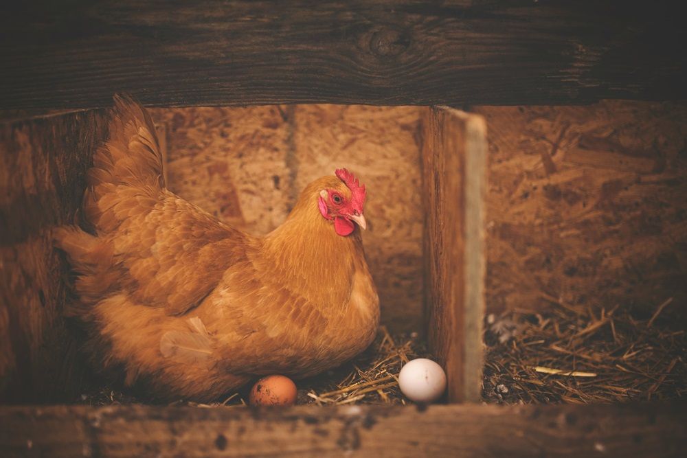 environmental impact of poultry farming, poultry farming, livestock farming, poultry products on AgriMag, Photo by Alison Burrell on Pexels.jpg