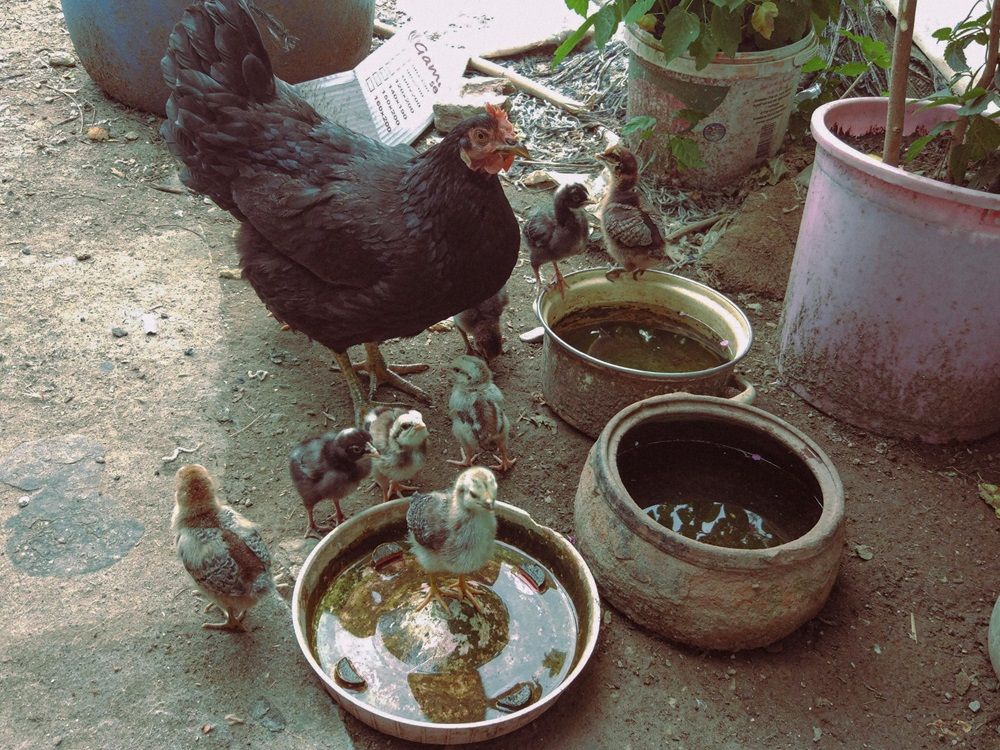 environmental impact of poultry farming, poultry farming, livestock farming, poultry products on AgriMag, Photo by Ersin Izan on Pexels.jpg