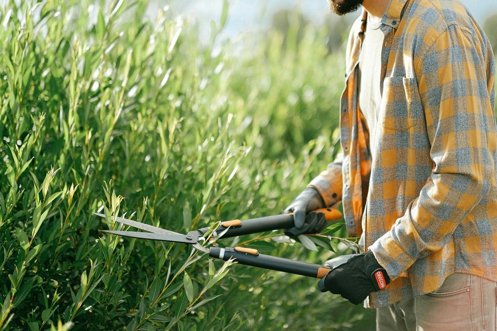 gardening tools, gardening equipment, gardening and tools on Junk Mail, Photo by Anna Shvets on Pexels.jpg