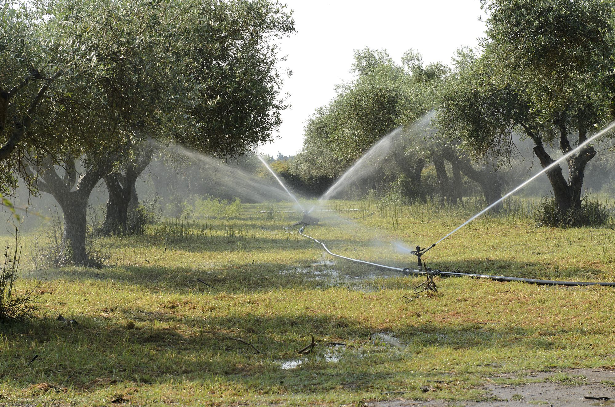 irrigation-of-olive-1622881.jpg