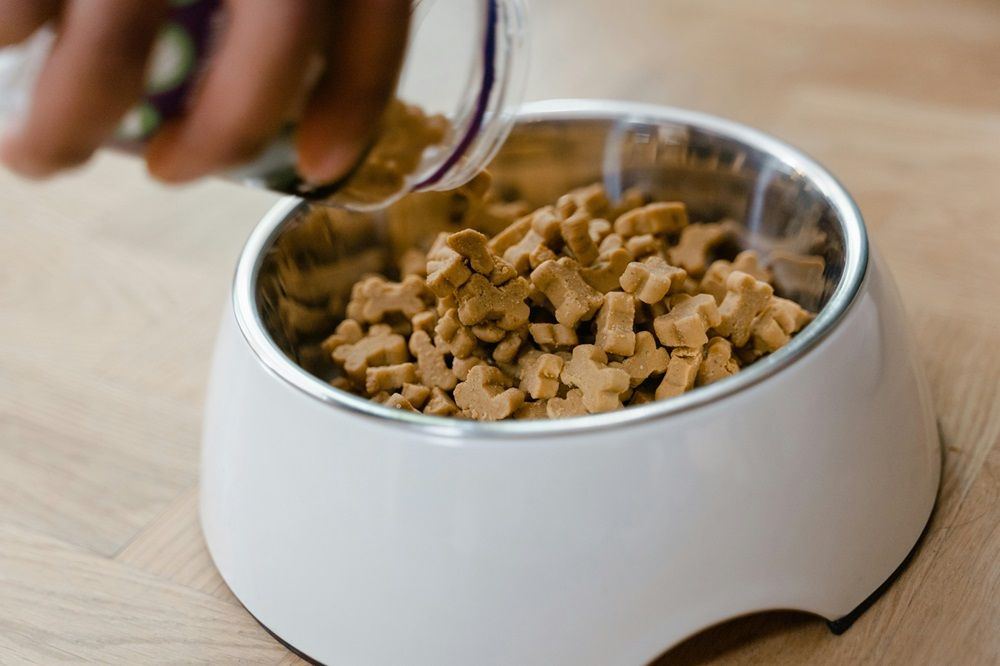 pet food and accessories, food and accessories for pets, pets on Junk Mail, pet accessories, pets for sale, Photo by MART PRODUCTION on Pexels.jpg