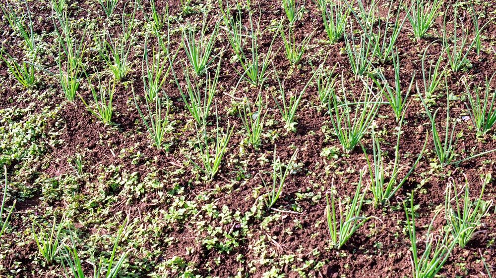 soil-health indicators to assess soil fertility, soil-health indicators, soil fertility, agricultural equipment on AgriMag, Photo by Bartolomeus Rumahorbo on Unsplash.jpg