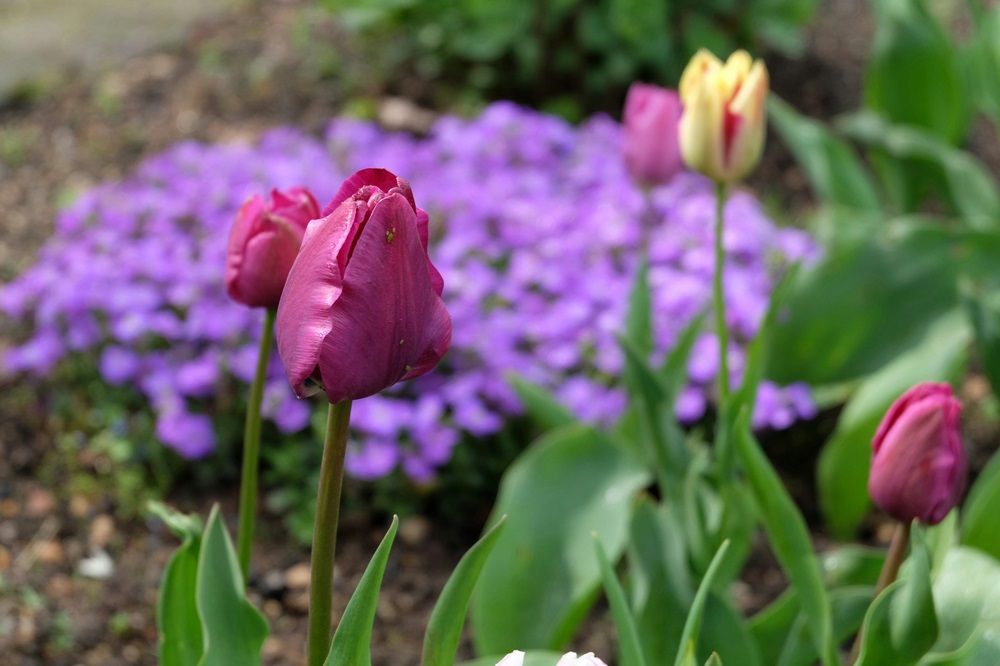 spring garden in winter, winter gardening tips, gardening tools and plants on Junk Mail, Photo by Roman Biernacki on Pexels.jpg