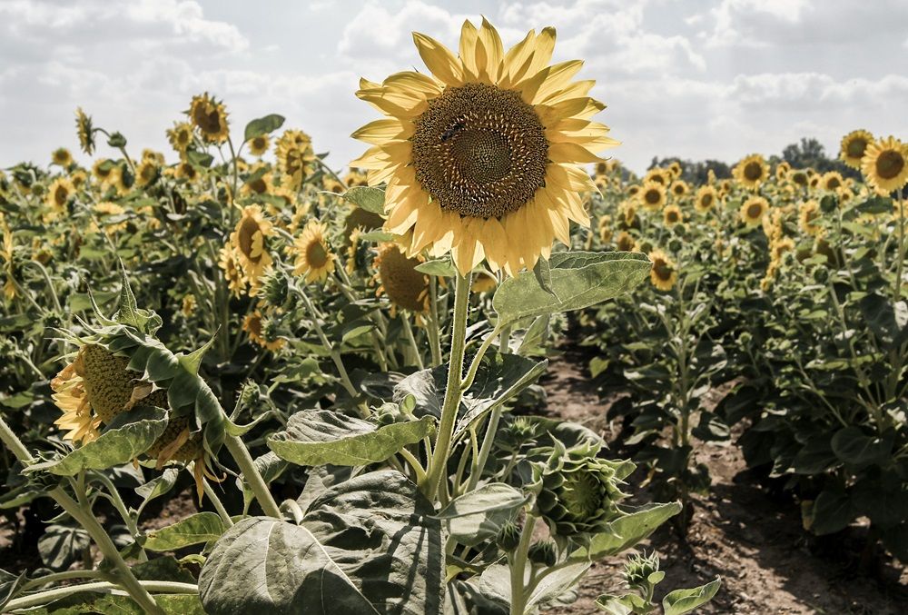 sunflower farming, sunflower, farming equipment, sunflower headers farming equipment, Photo by Krsto Jevtic on Unsplash.jpg