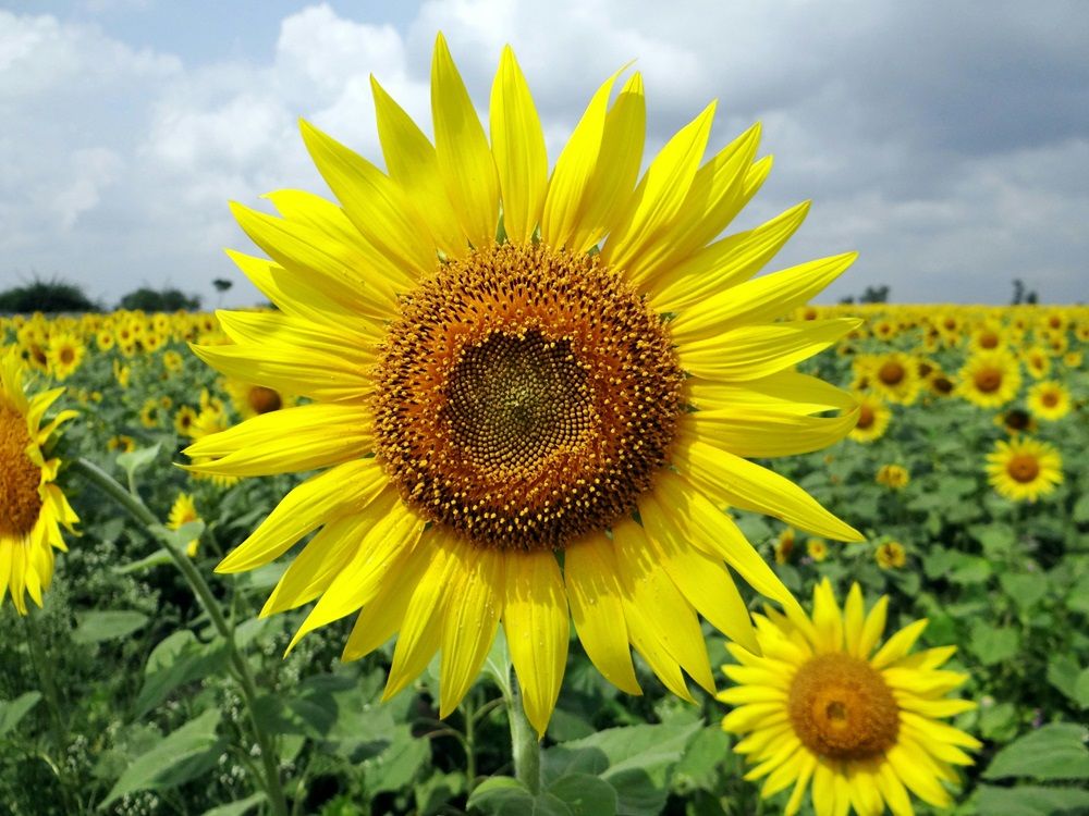 sunflower farming, sunflower, farming equipment, sunflower headers farming equipment, Photo by Pixabay on Pexels.jpg