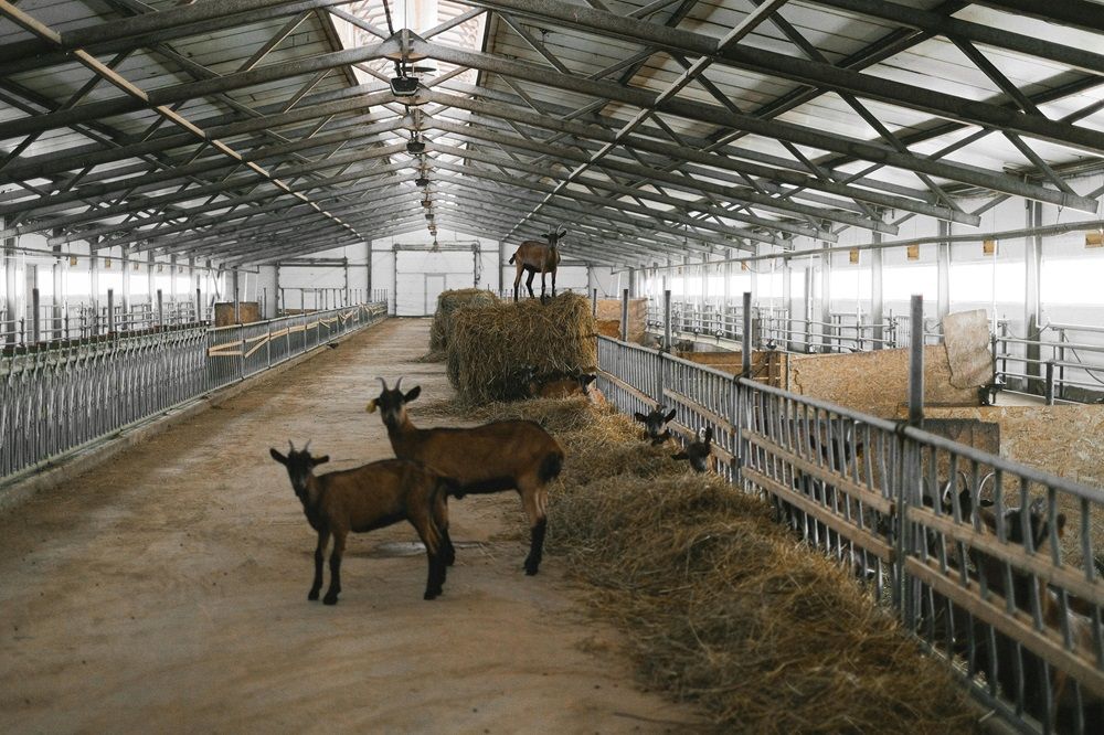 winter feed management, livestock feed during winter, livestock on AgriMag, livestock feed, Photo by Anna Shvets on Pexels.jpg