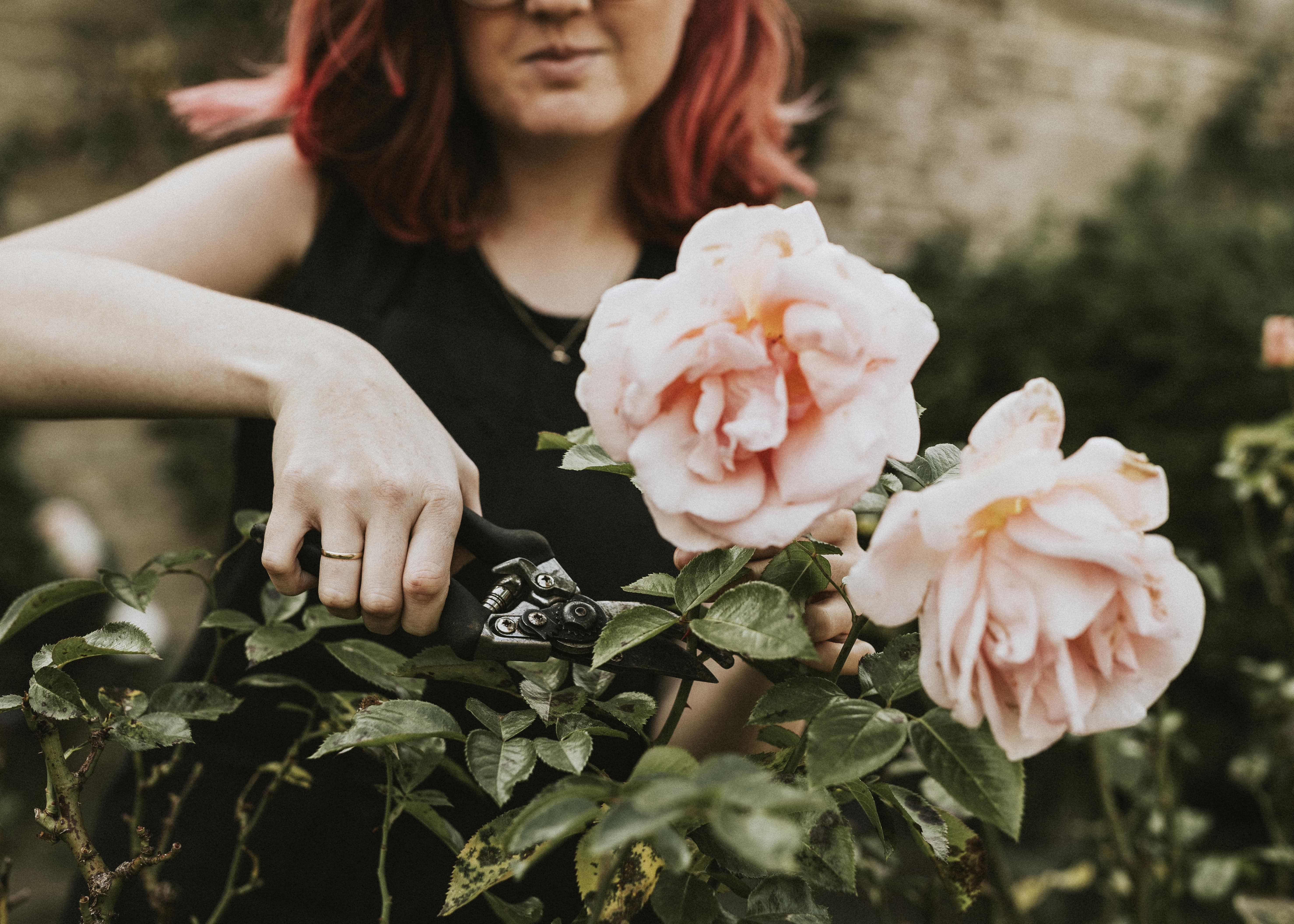 woman-gardener-cutting-pink-rose-with-garden-scissors-min.jpg